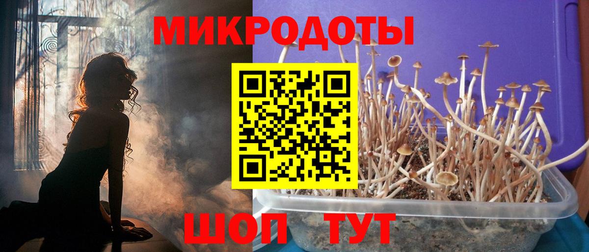 Галлюциногенные грибы Psilocybine cubensis Фролово
